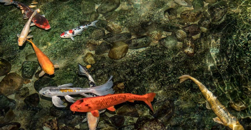 edmond-Koi-Pond